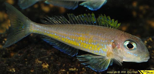 Xenotilapia flavipinnis 'Isanga Bay'